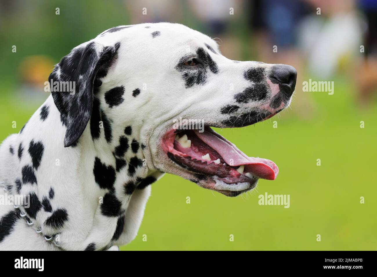 Dalmatiner Hund im Freien Porträt über Sommer verschwommen Hintergrund Stockfoto