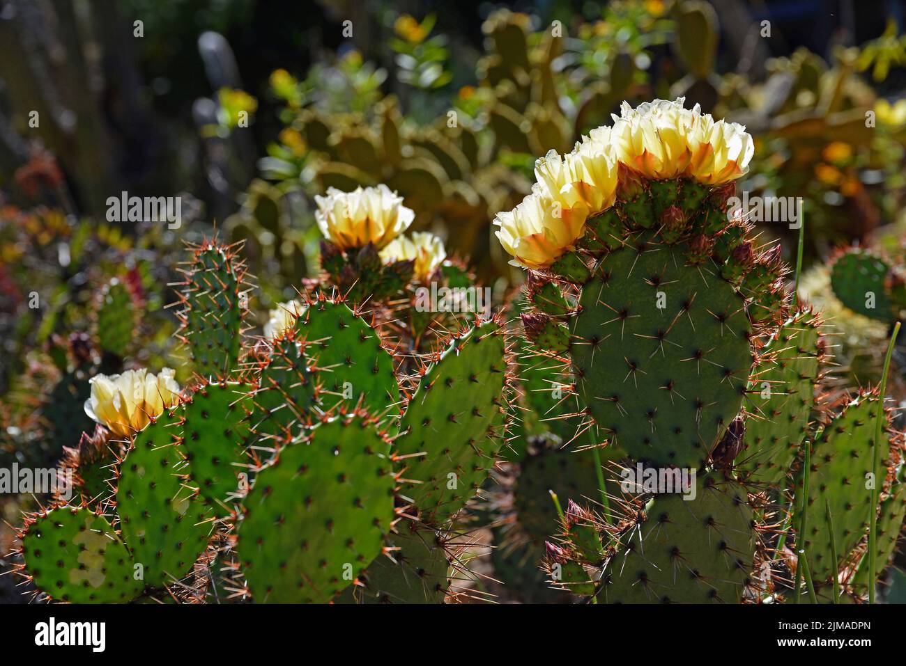 Marimurtra, Botanischer Garten in Blanes, Spanien Stockfoto
