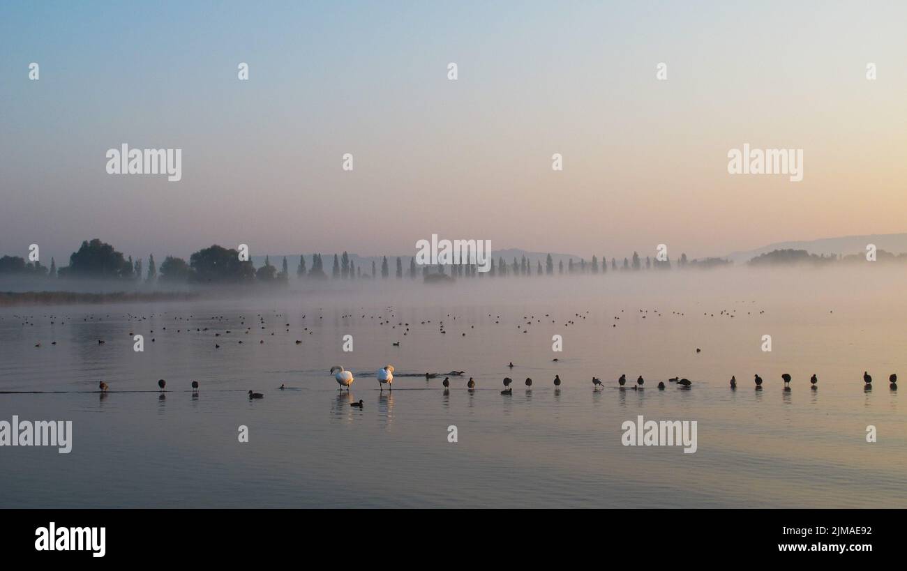 HÃ¶ri Halbinsel mit Wasservögeln - Bodensee Stockfoto