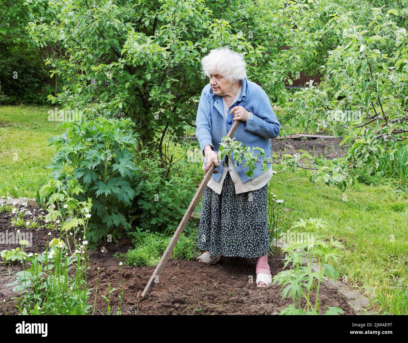 Die alte Frau mit einem Chopper arbeitet in einem Gemüsegarten