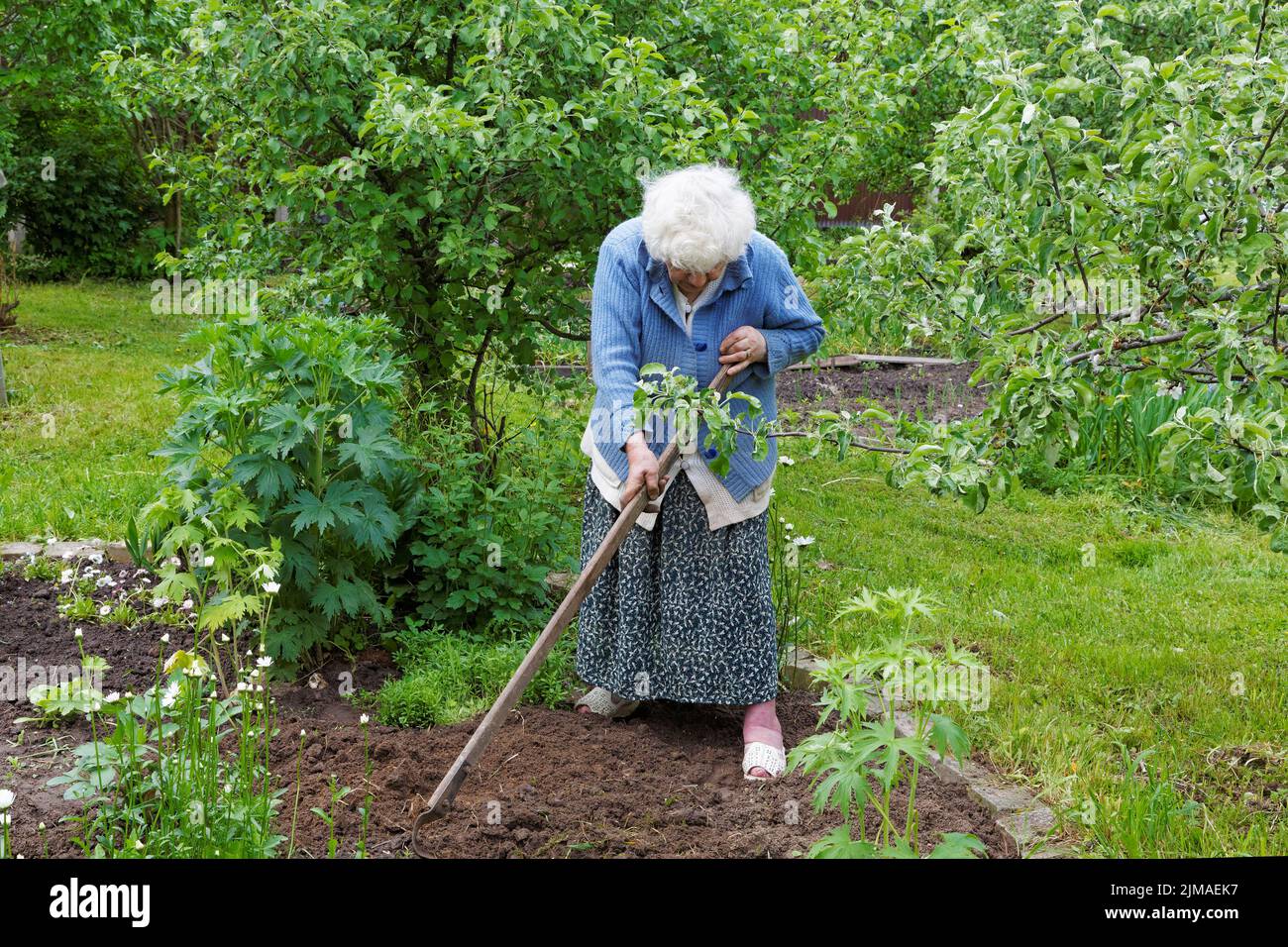 Die alte Frau mit einem Chopper arbeitet in einem Gemüsegarten