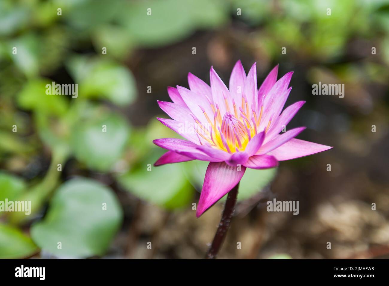 Schöne rosa Lotusblüte Stockfoto