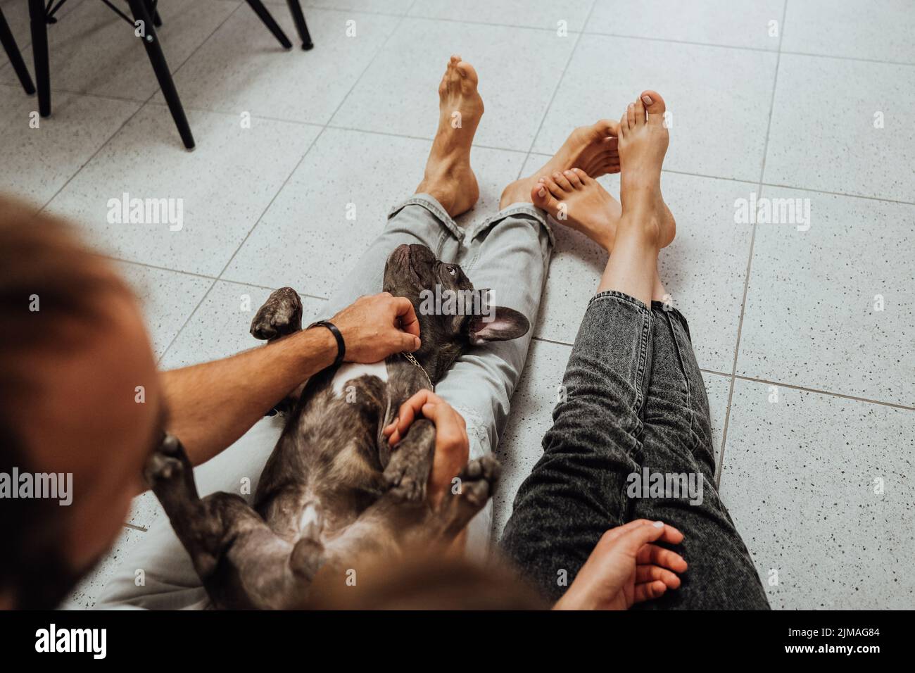 Unkenntlich Mann und Frau, die zu Hause auf dem Boden sitzen, französische Bulldogge, die sich auf den Beinen des Besitzers entspannt Stockfoto