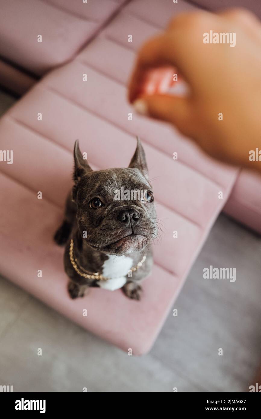 Französische Bulldogge mit goldener Kette auf dem rosa Sofa sitzend und ungeduldig aufblickend, kleiner Hund wartet auf Nahrung Stockfoto