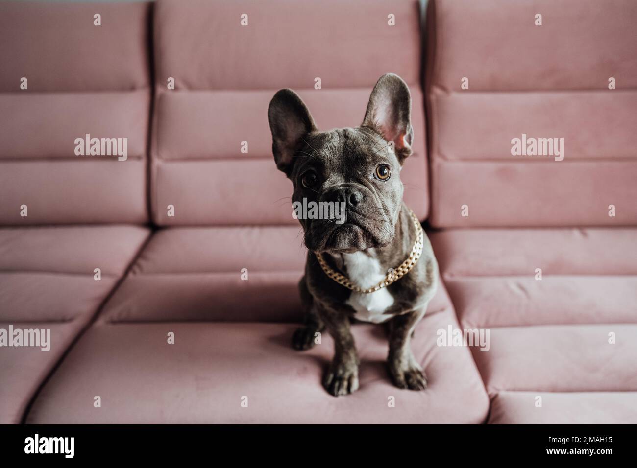 Porträt einer französischen Bulldogge mit goldener Kette, die auf dem rosa Sofa sitzt und in die Kamera schaut, der kleine Hund posiert Stockfoto