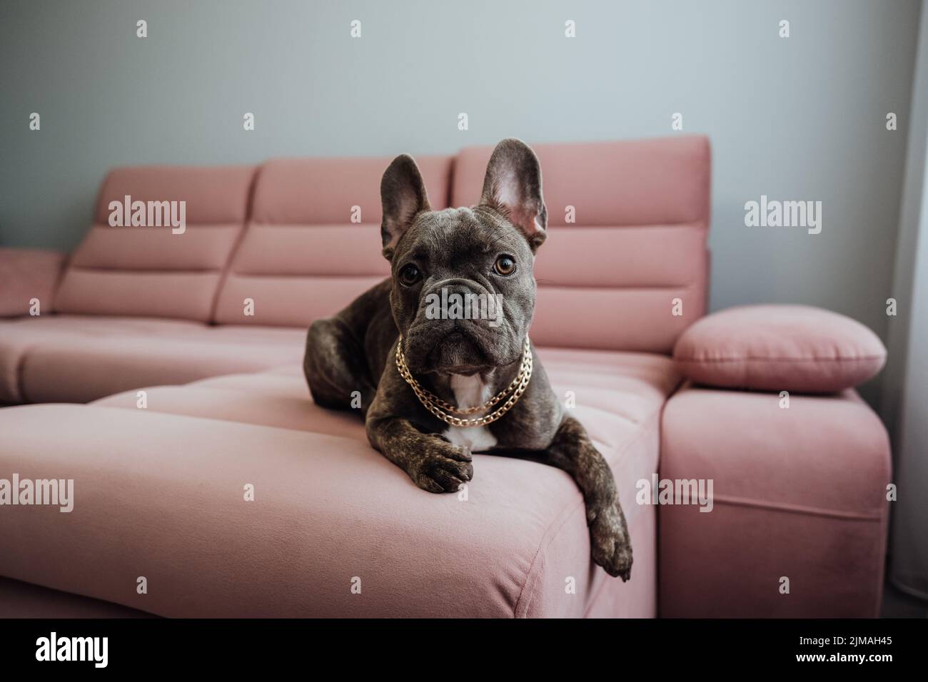 Französische Bulldogge mit goldener Kette, die auf dem rosa Sofa liegt und direkt in die Kamera schaut, kleiner Hund posiert Stockfoto