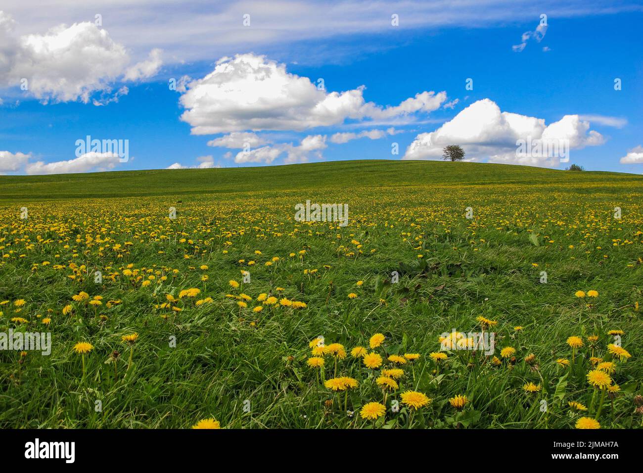 Frühlingswiese in Bayern - AllgÃ¤U Stockfoto