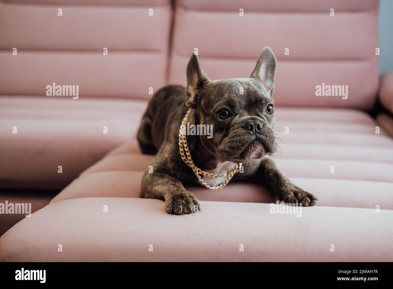 Nahaufnahme Porträt einer kleinen französischen Bulldogge mit goldener Kette, die auf dem rosafarbenen Sofa im Freien liegt Stockfoto