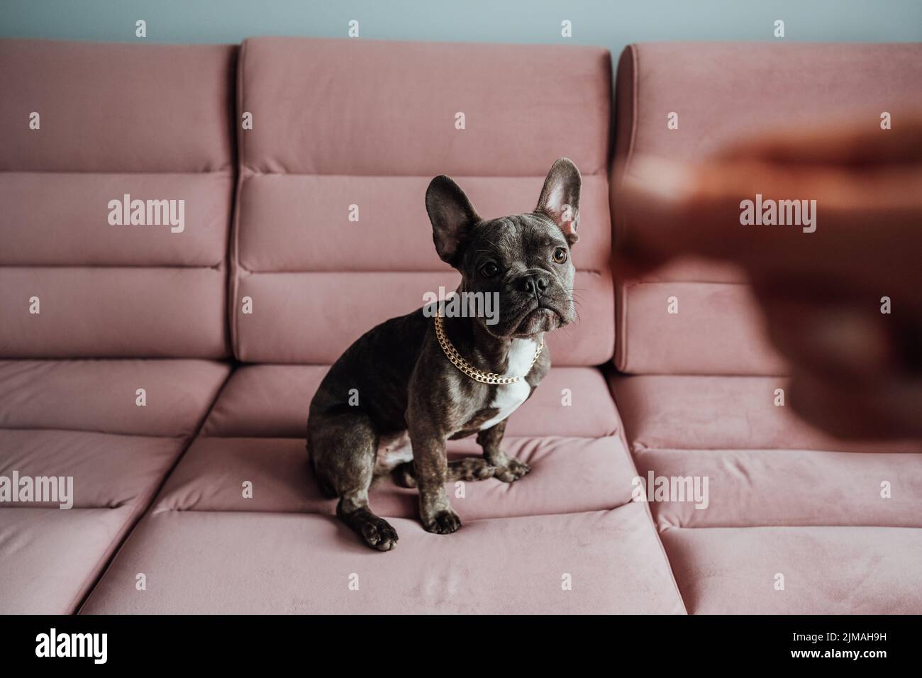 Französische Bulldogge mit goldener Kette sitzt auf dem rosa Sofa und schaut ungeduldig in die menschliche Hand, hält Futter vor der Kamera, kleiner Hund wartet Stockfoto