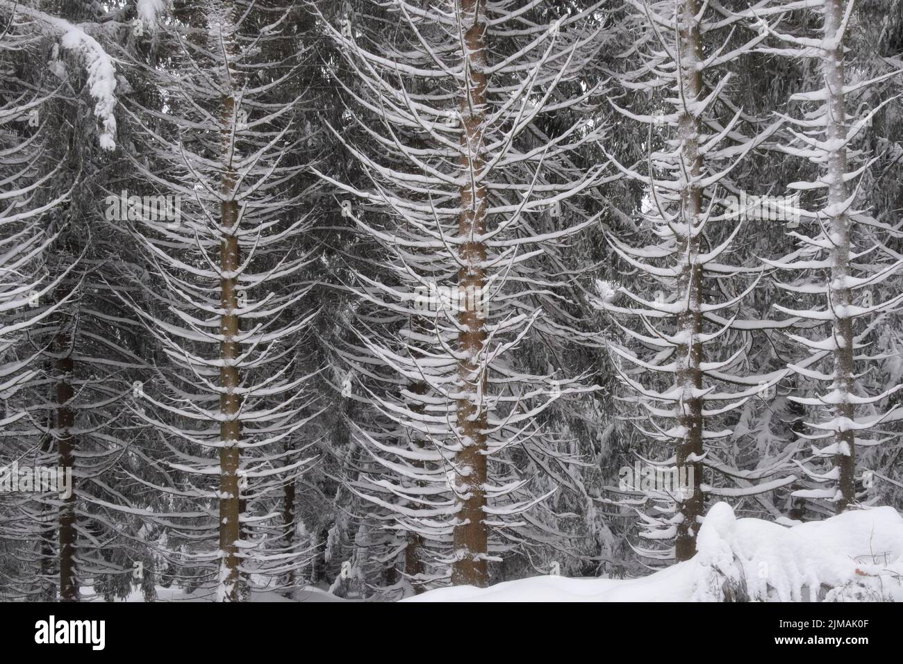 Harz - verschneite Wälder an den Hängen des Brockens, Deutschland Stockfoto