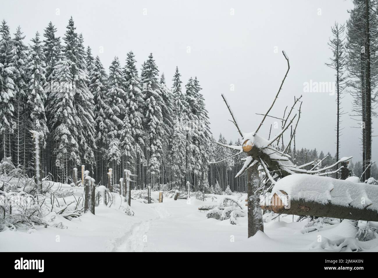 Harz - winterliche Waldlichtung am Brocken, Deutschland Stockfoto