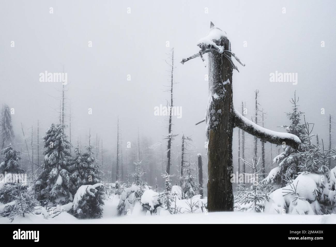 Harz - Baumgrenze am Brocken-Gipfel, Deutschland Stockfoto