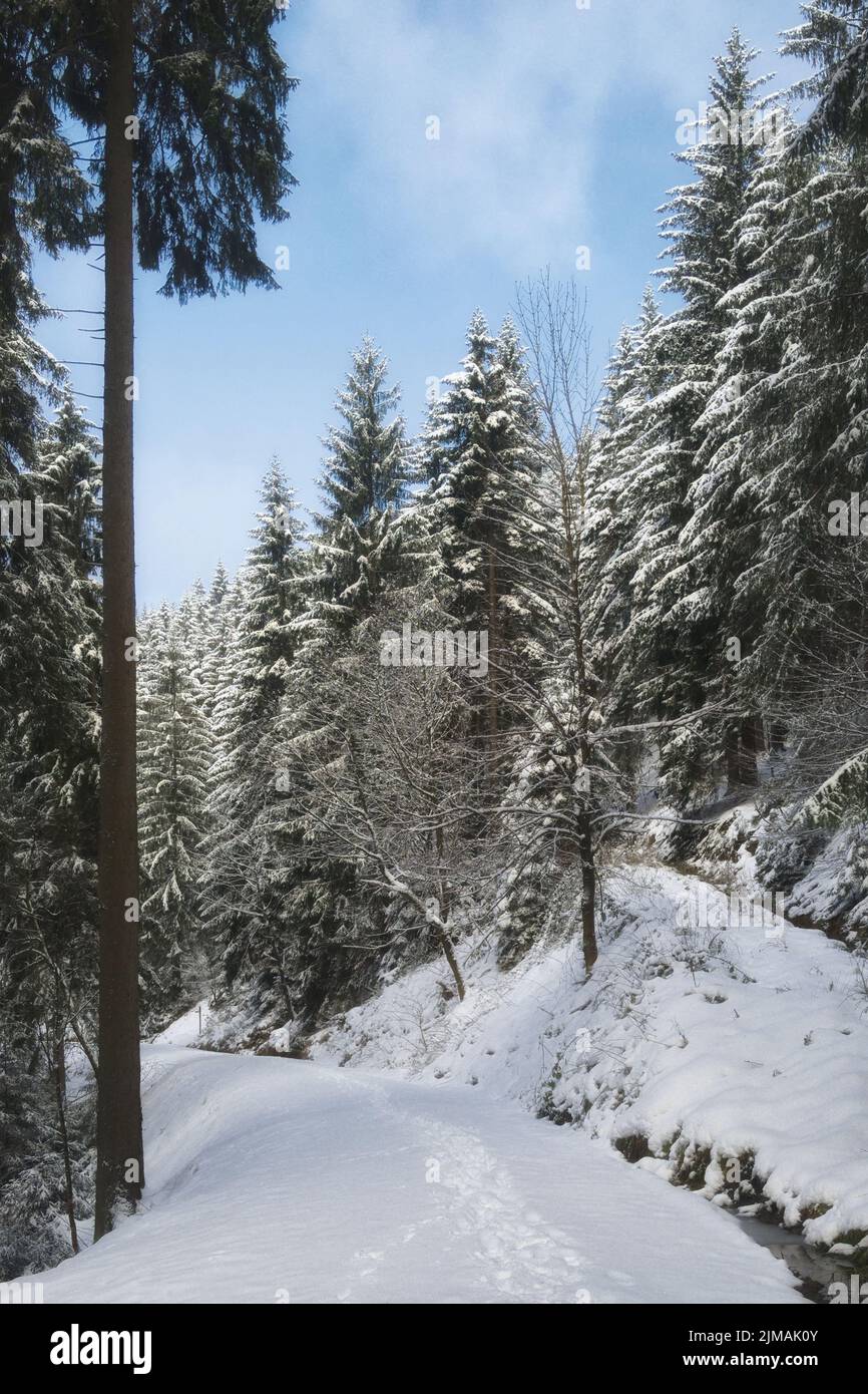 Harz - winterlicher Waldweg, Deutschland Stockfoto