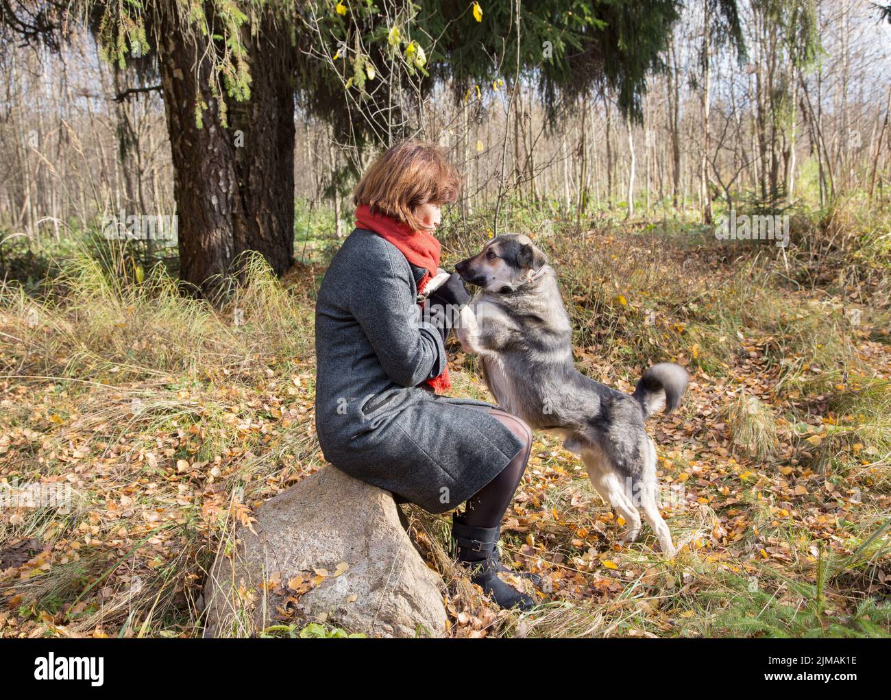 Frau im Wald, die am Herbstnachmittag mit einem Hund spazierengeht Stockfoto