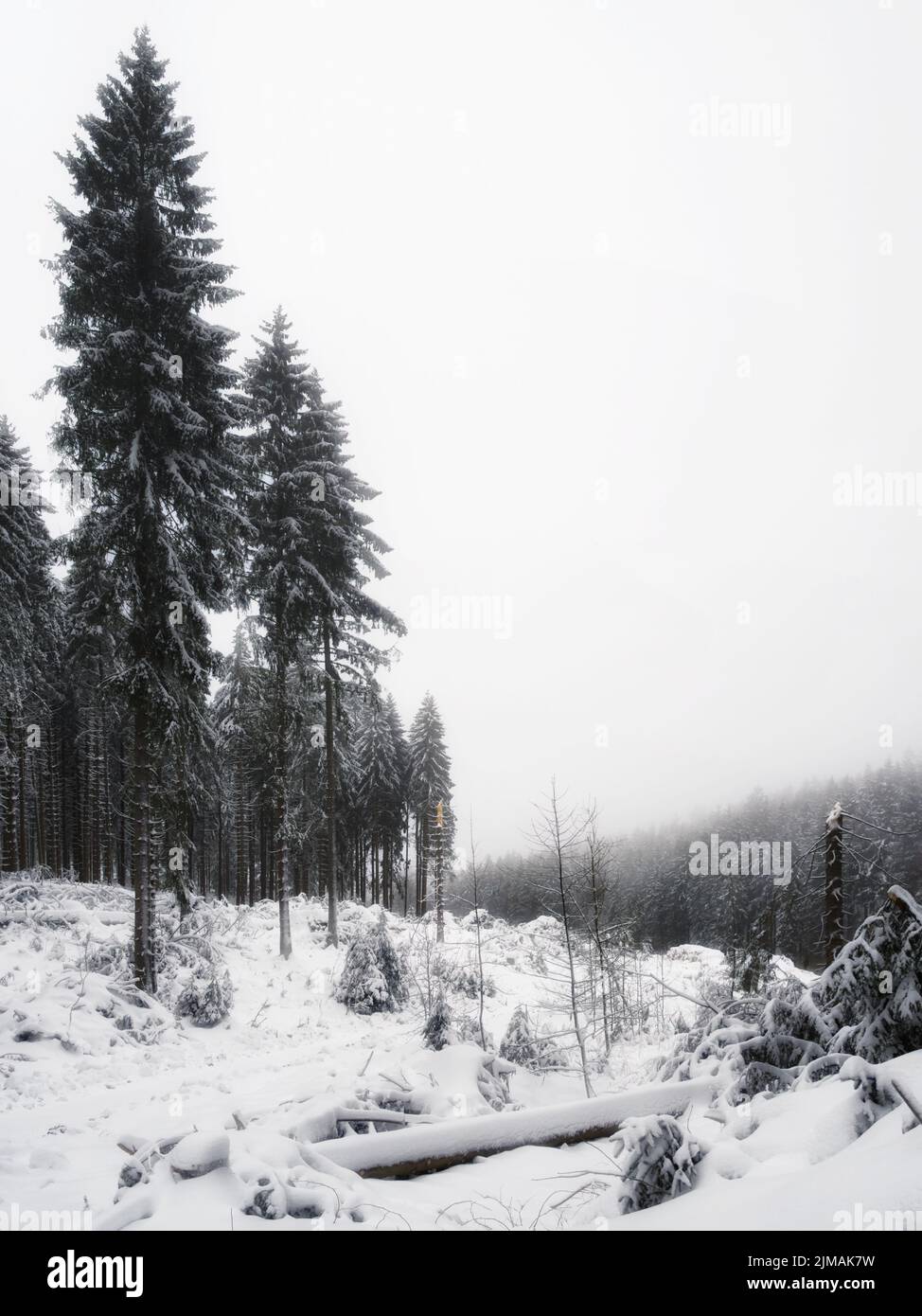 Harz - winterliche Waldlichtung, Deutschland Stockfoto