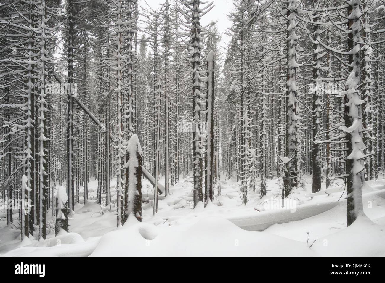 Harz - verschneite Wälder an den Hängen des Brockens, Deutschland Stockfoto