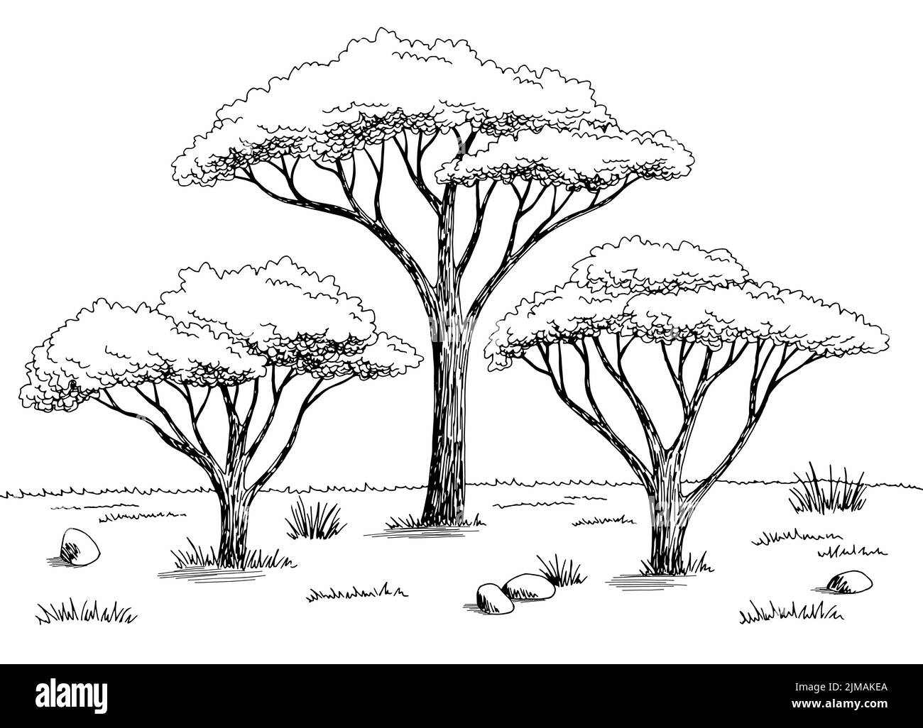 Akazie Baum Hain Grafik schwarz weiß Landschaft Skizze Illustration Vektor Stock Vektor