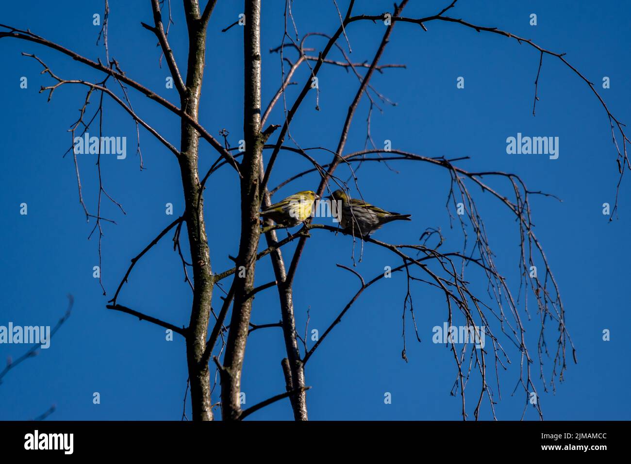 Ein Selektiv von Kiefernwaldsänger (Setophaga pinus) auf einem Baum Stockfoto