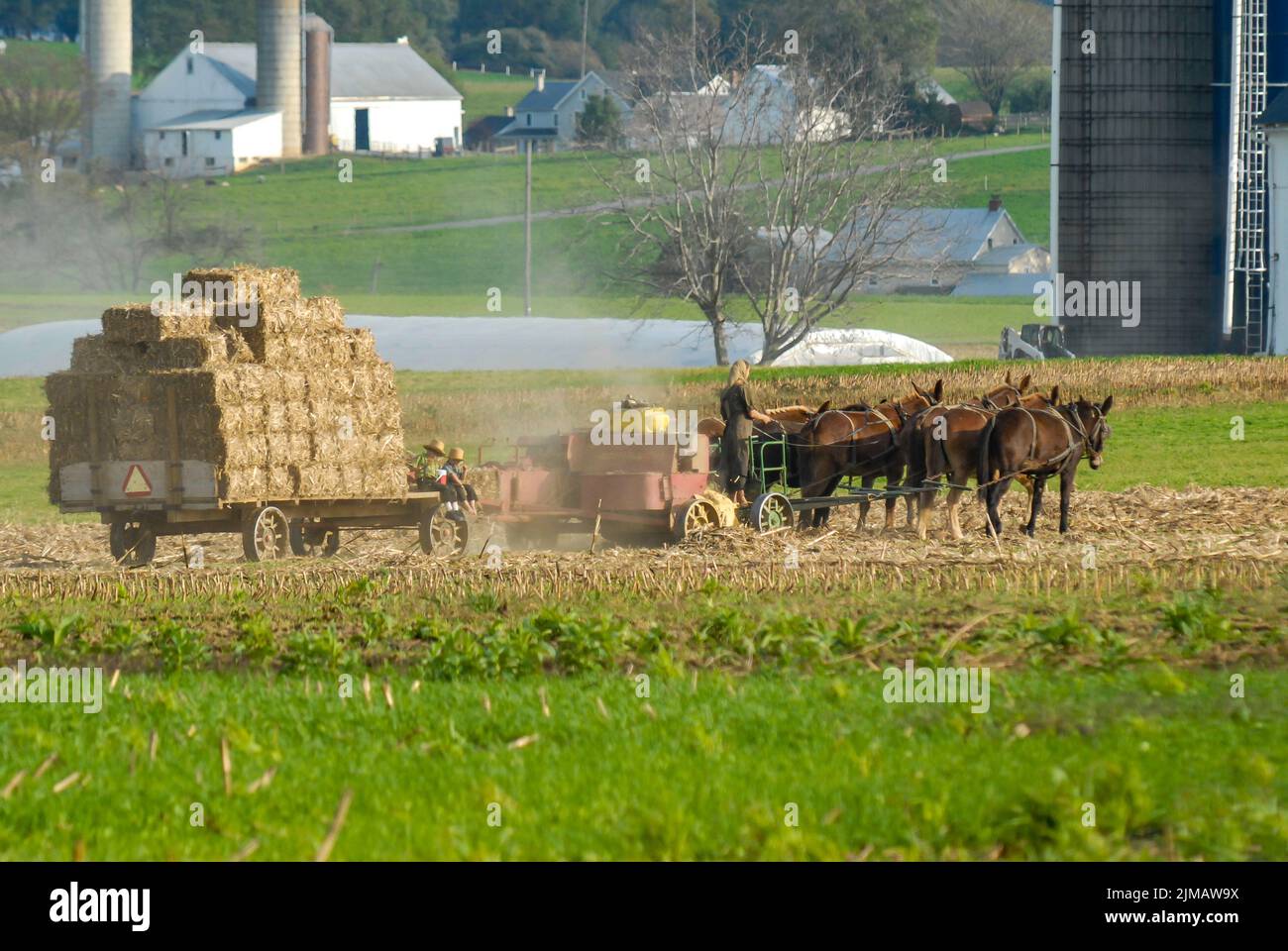 Amish Family Harvesting the Fields with a 6 Horse Team on a Warm Autumn Sunny Day Dust and Dirt Blow Stockfoto
