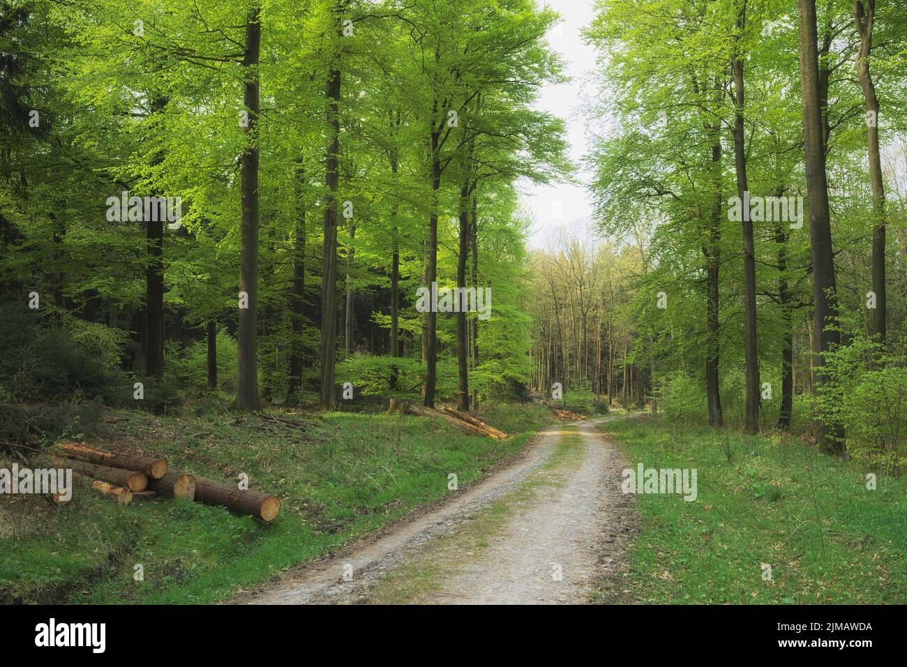 Deister - Hügellandschaft, Buchenwald im Frühjahr, Deutschland Stockfoto