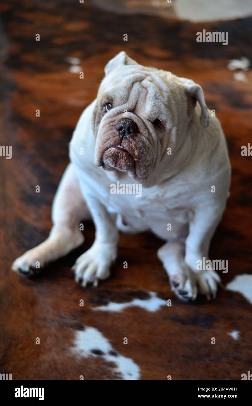 Ziemlich weiße englische Bulldogge, die auf dem Teppich sitzt Stockfoto