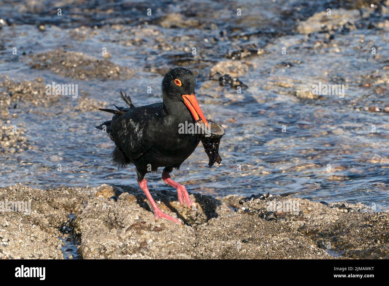 Afrikanische schwarze Austernfischer, Heamatopus moquini, Alleinfalter an der felsigen Küste, Luderitz, Namibia Stockfoto