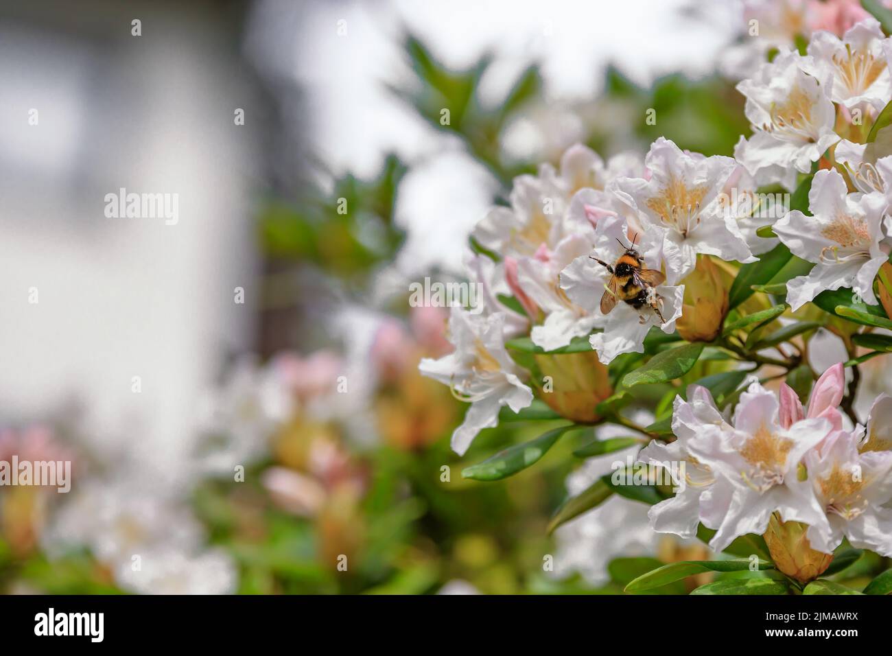 Magnolia 5 Stockfoto