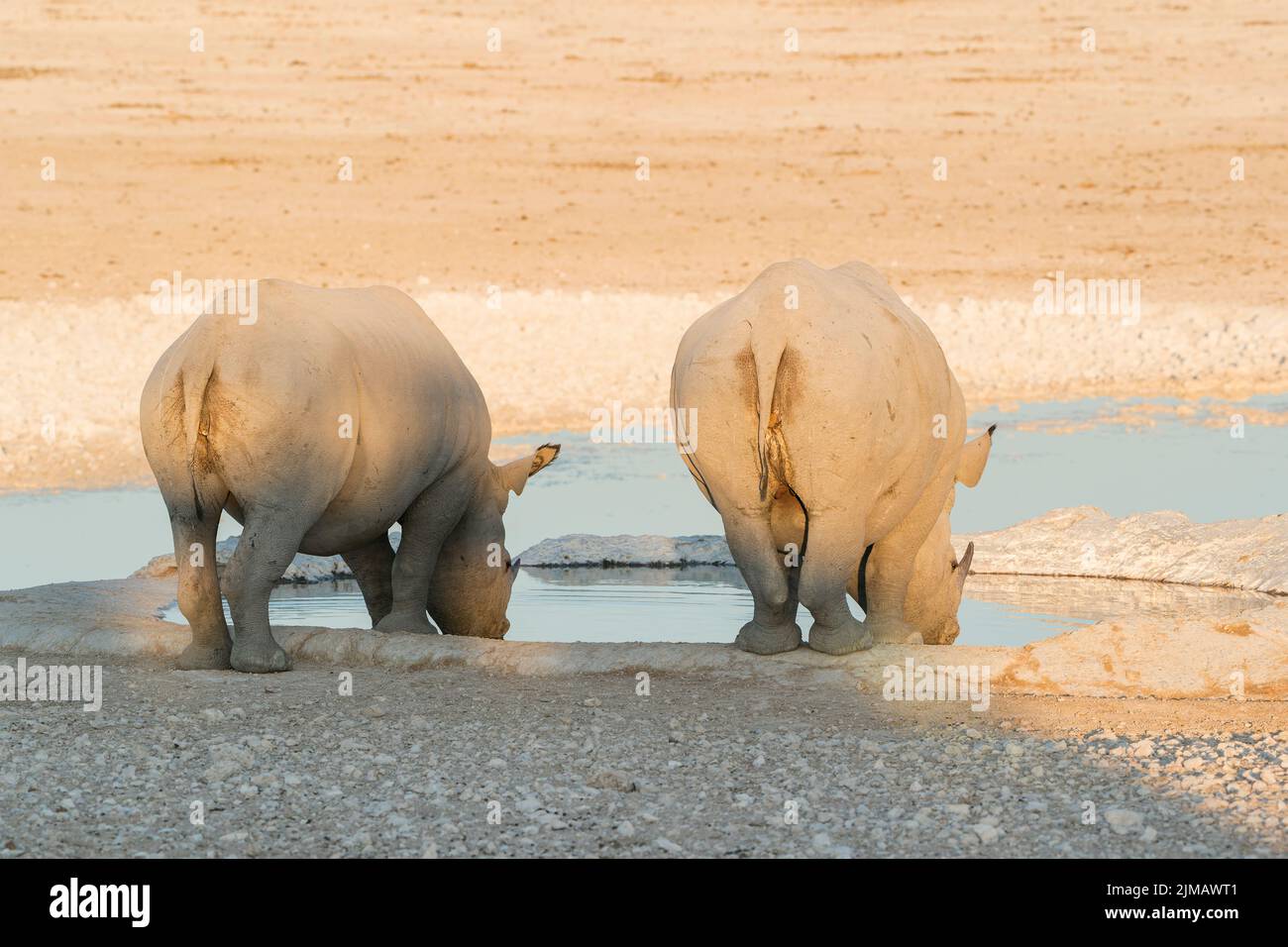 Schwarzes Nashorn oder Schwarzes Nashorn, Diceros bicornis, Mutter und Kalb trinken im Wasserloch, Etosha National Park, Namibia Stockfoto