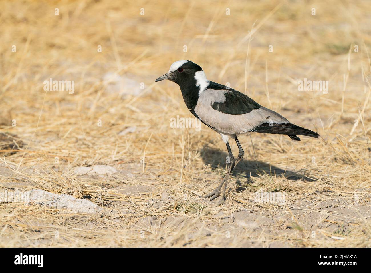 Schmied-Pflüster, Vanellus armatus, alleinstehender Erwachsener auf kurzer Vegetation, Etosha National Park, Namibia Stockfoto