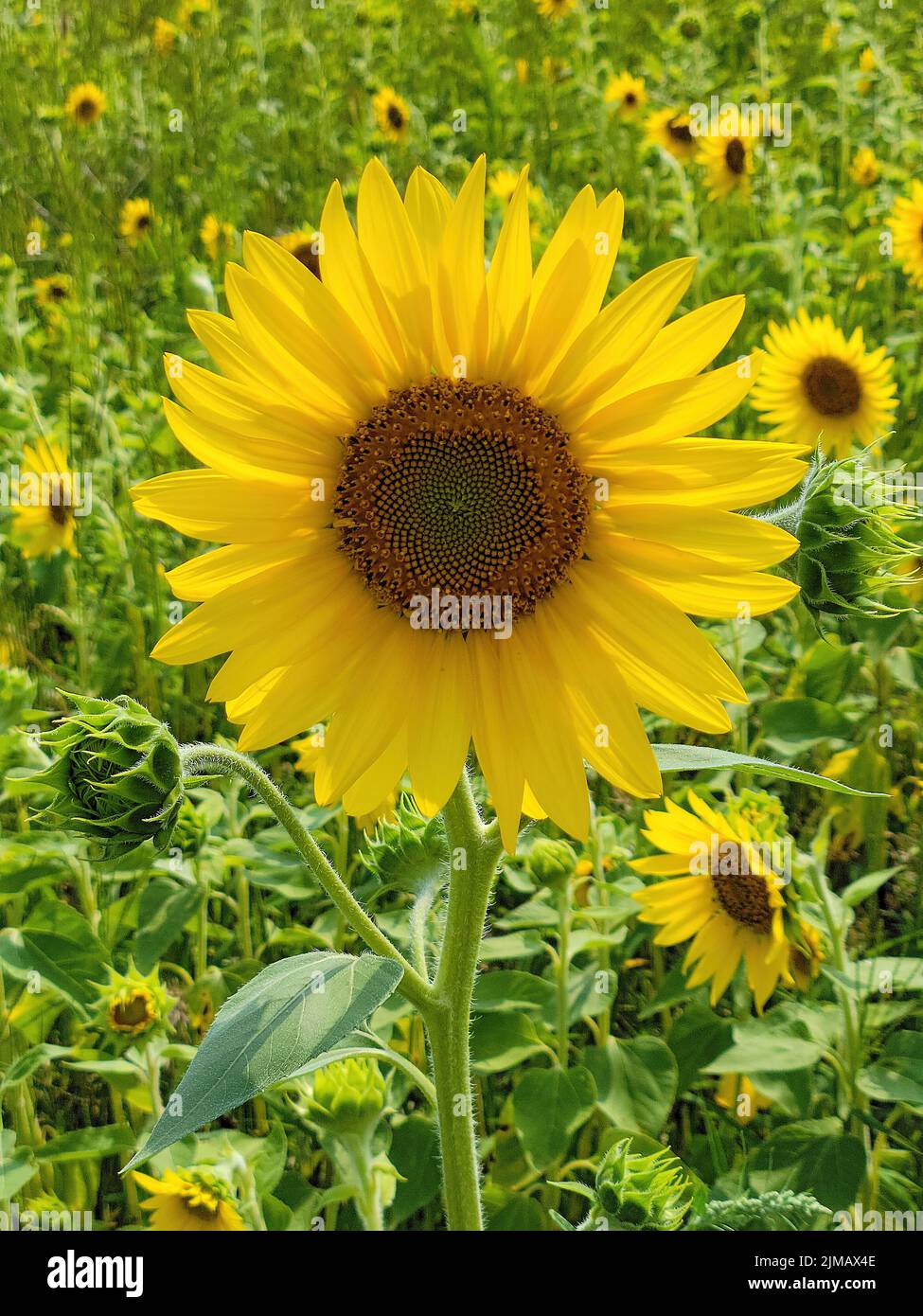 Nahaufnahme der gelben Sonnenblume in einem Sonnenblumenfeld Stockfoto