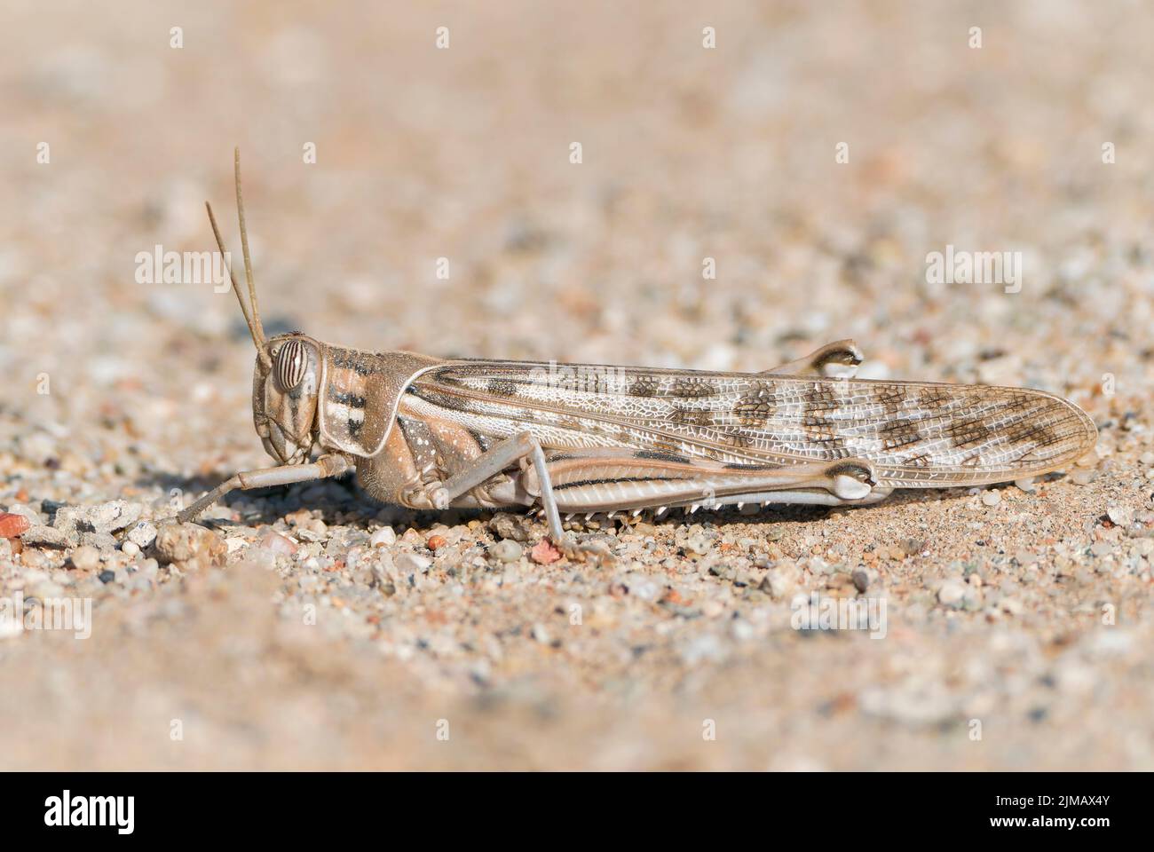 Getarnte Baumheuschrecke, Anacridium moestum, alleinstehend auf dem Boden ruhender Erwachsener, Luderitz, Namibia Stockfoto