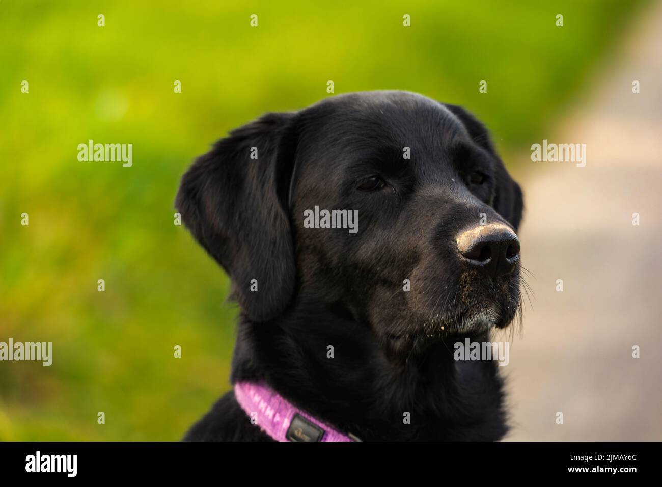 Zum Jazz-up sep Stockfoto