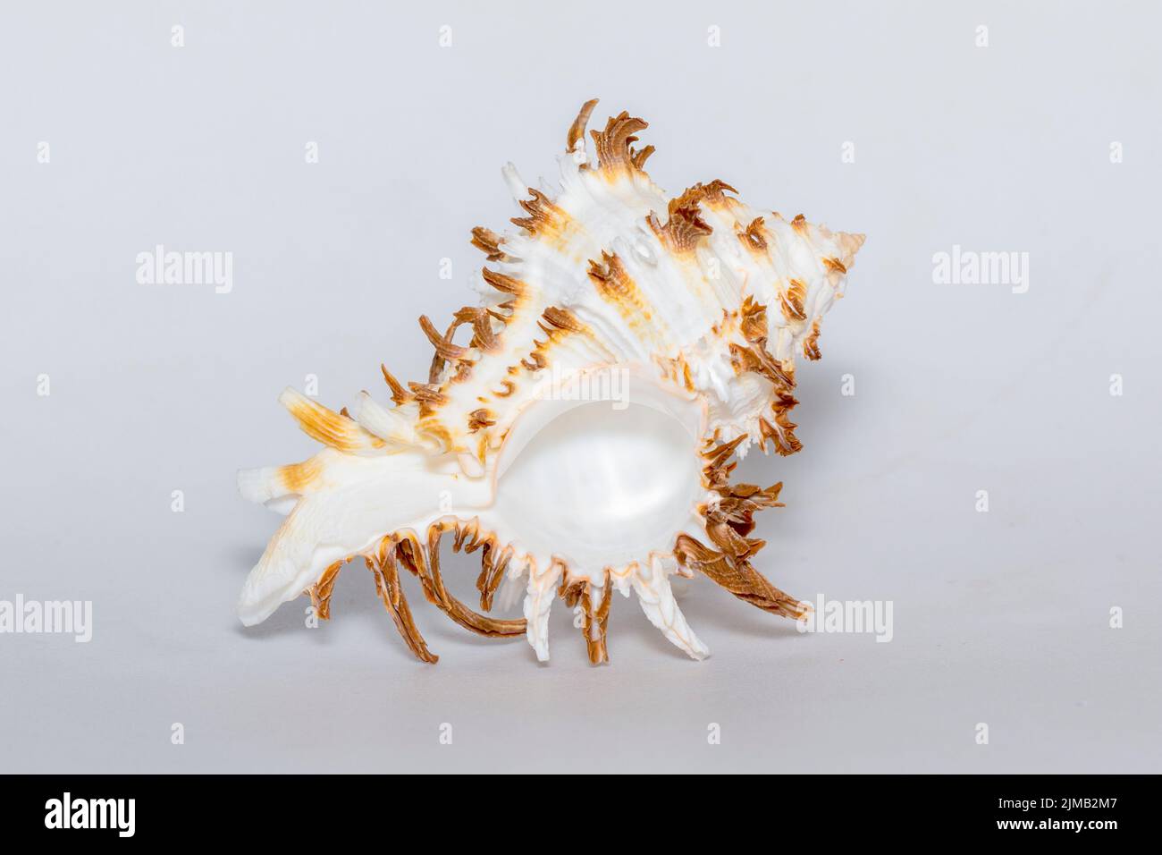 Bild von chicoreus ramosus Murex auf weißem Hintergrund. Muscheln. Unterwassertiere. Stockfoto