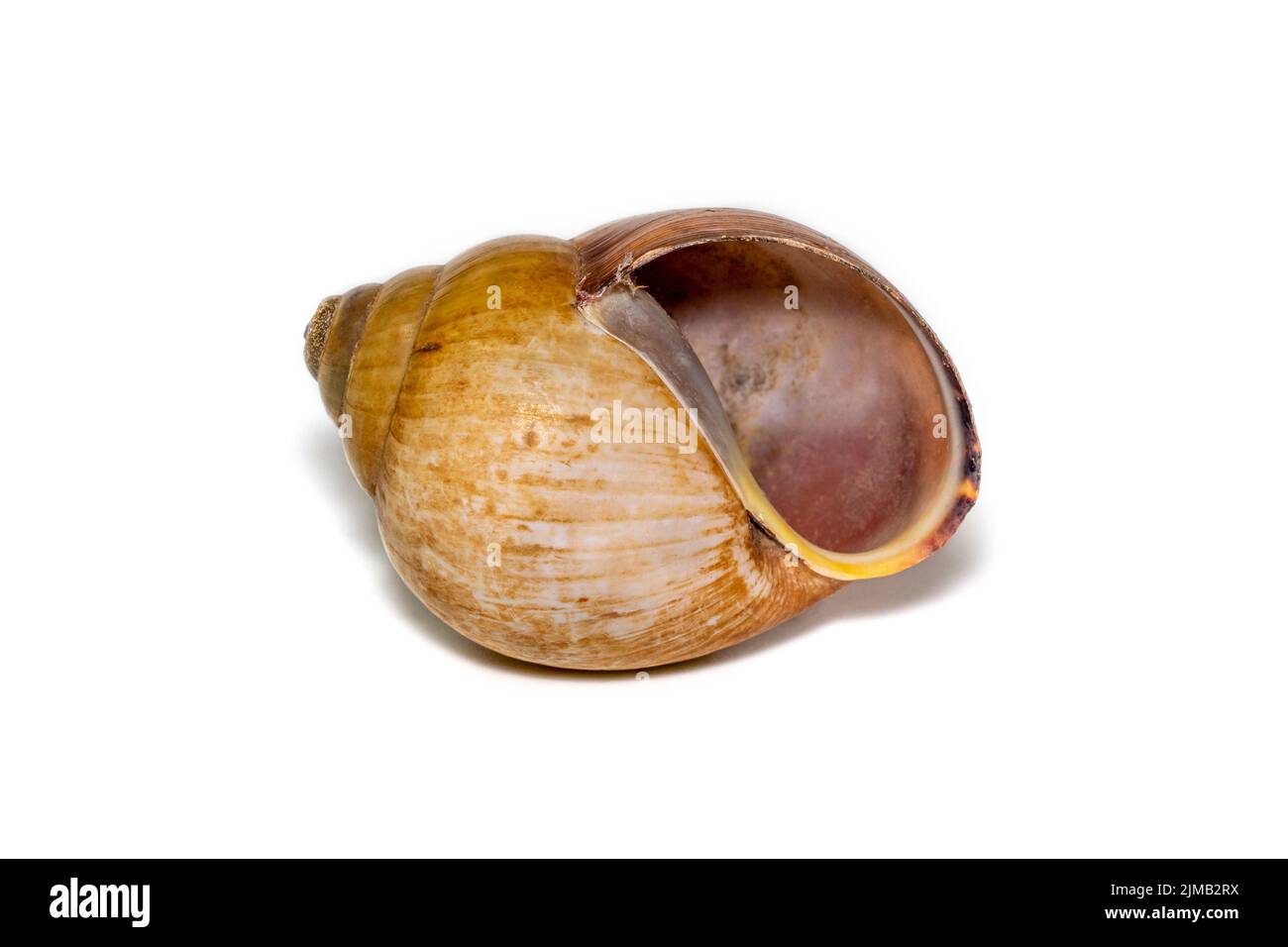 Bild einer braunen spiralförmigen Meeresmuschel auf weißem Hintergrund. Unterwassertiere. Muscheln. Stockfoto