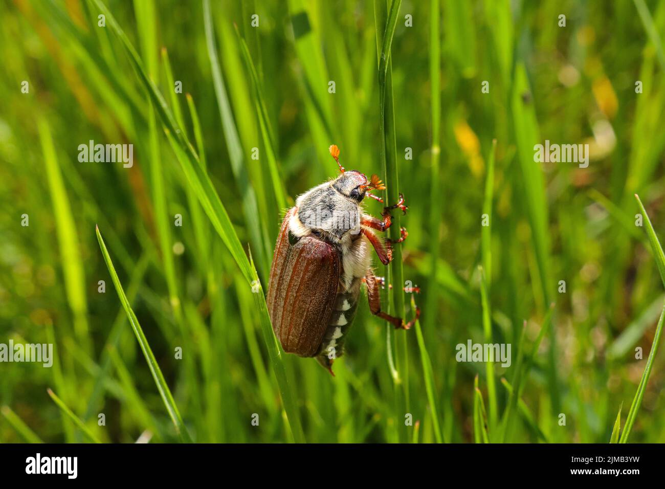 Eine selektive Scharfstellung von Maybug auf einem Grashalm Stockfoto