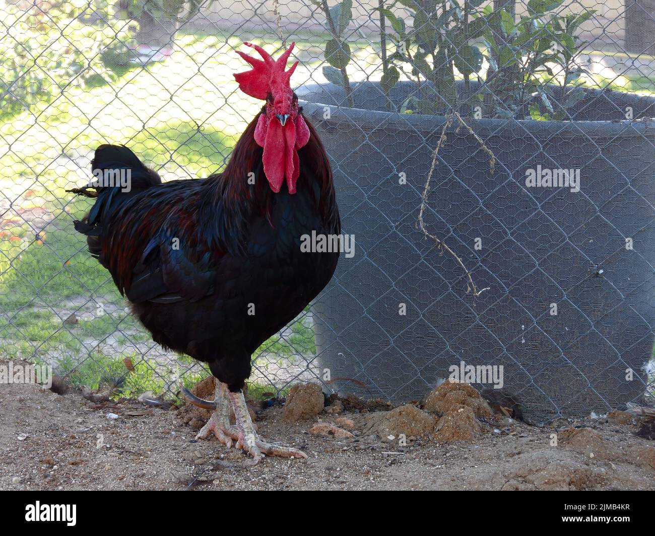 Nahaufnahme eines riesigen Hahns aus Jersey, der in der Nähe eines Zauns steht Stockfoto