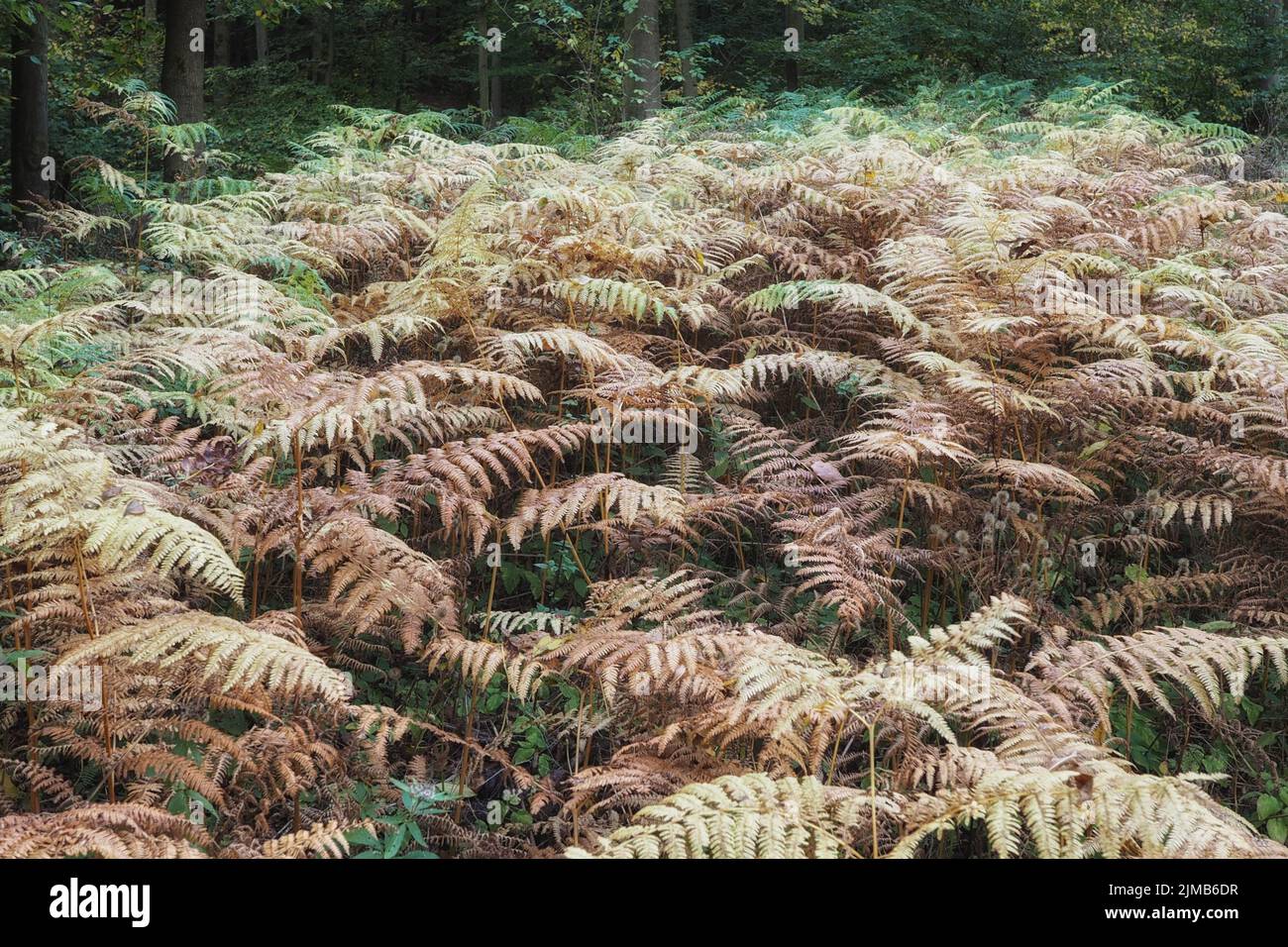 Pteridium aquilinum, gemeine Bracke im Herbst, Deister, Deutschland Stockfoto