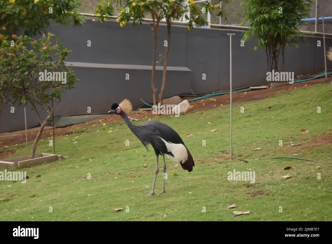 Ein Bild von Grau gekrönten Kran in grünem Rasen in einem geschlossenen Gehege im Zoo. Auch bekannt als afrikanischer Kranich Stockfoto