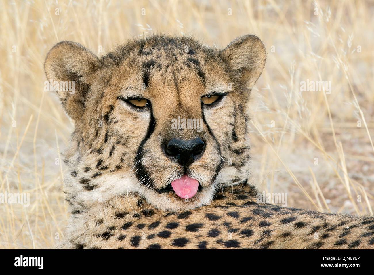 cheetah, Acinonyx jubatus, Nahaufnahme des Gesichts eines Erwachsenen, der am Boden liegt, Etosha National Park, Namibia Stockfoto