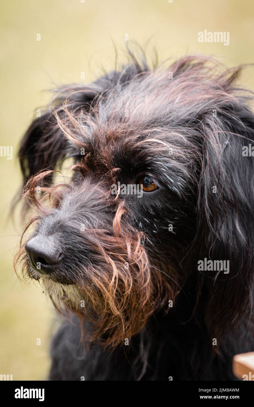 Eine vertikale Nahaufnahme von Tibetan Terrier, einem schwarzen, skruffigen Hund. Stockfoto