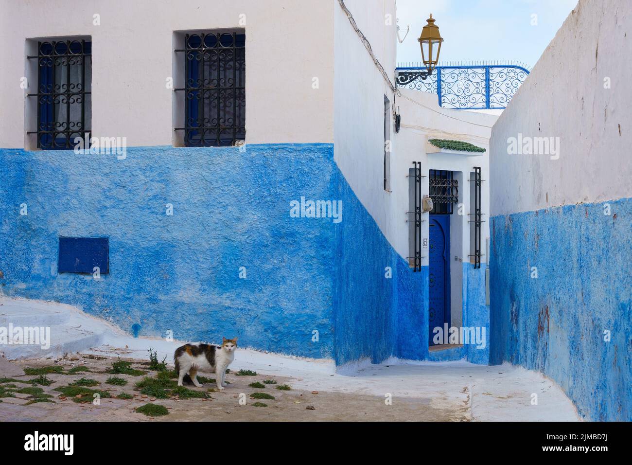 Eine flauschige Katze, die in der Gegend von Medina in Rabat, Marokko, herumwandert Stockfoto