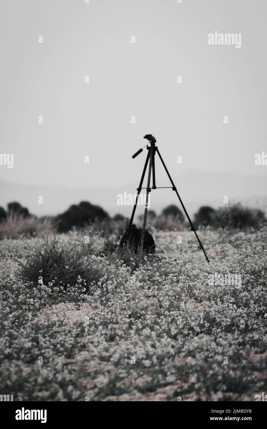 Schwarz und Weiß. Stativ in einem Feld von Gänseblümchen platziert Stockfoto