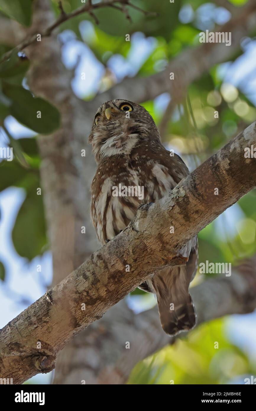 Ferruginöser Zwergkauz (Glaucidium brasilianum), der auf einem Zweig mit dem Ruf Pantanal, Brasilien, thront Juli Stockfoto