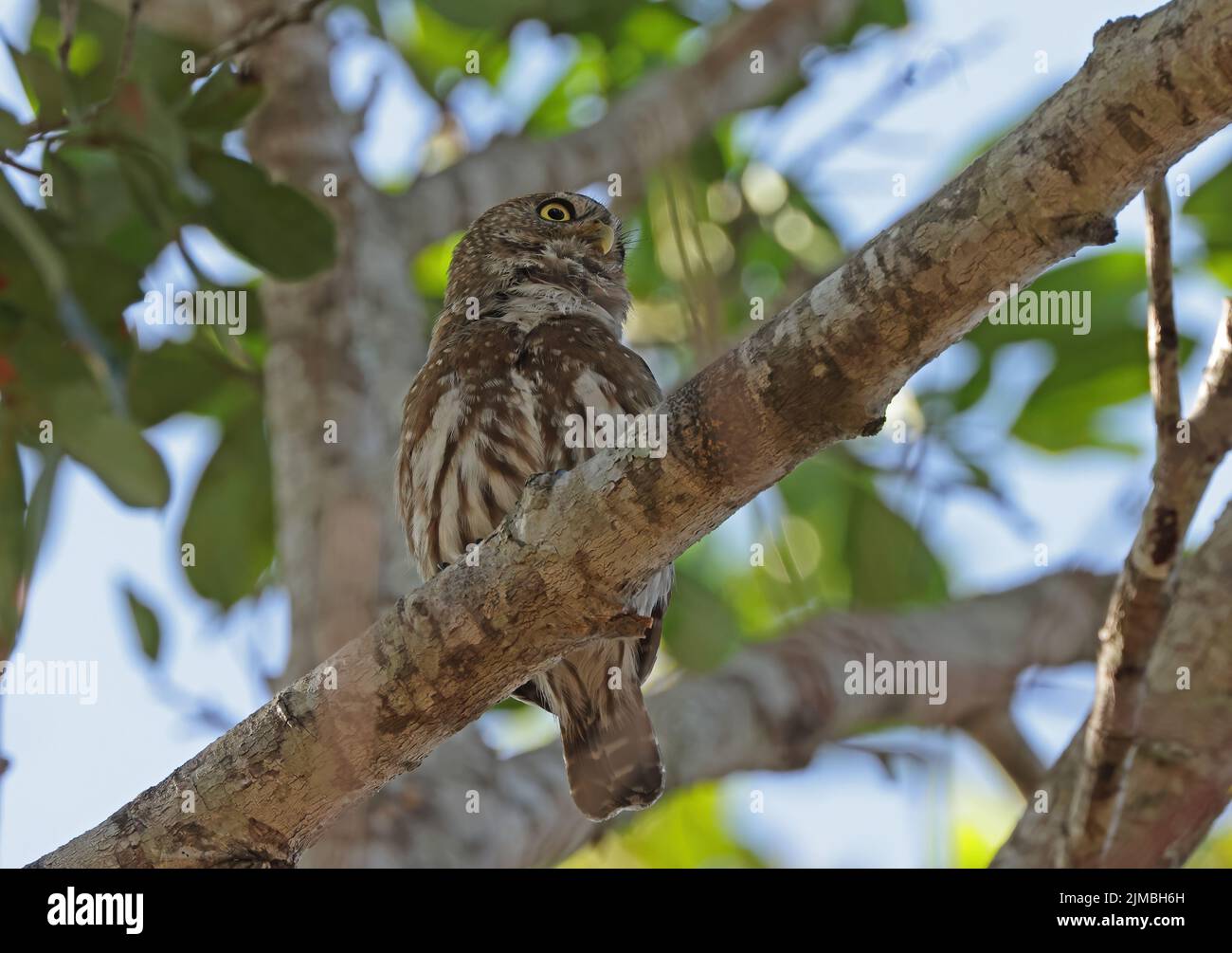 Ferruginöser Zwergkauz (Glaucidium brasilianum), der auf einem Zweig mit dem Ruf Pantanal, Brasilien, thront Juli Stockfoto