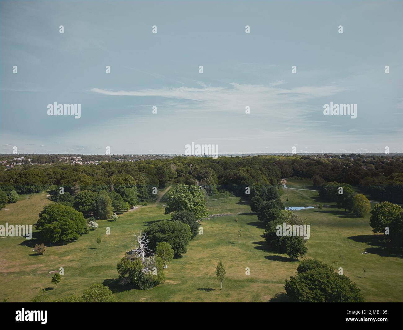 Ein schöner Blick auf Reihen und Reihen von Bäumen auf einem Grasfeld Stockfoto