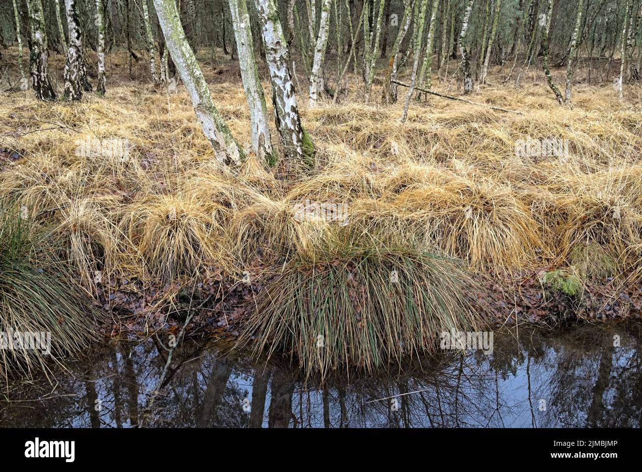 Totes Moor (Totes Moor) - Birkenwald mit Gräsern, Deutschland Stockfoto