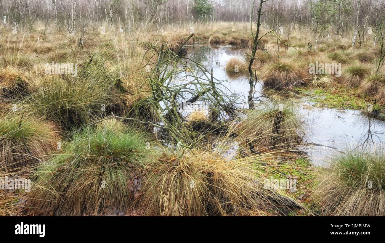 Totes Moor (Totes Moor) - Wasseroberfläche zwischen Gräsern, Deutschland Stockfoto