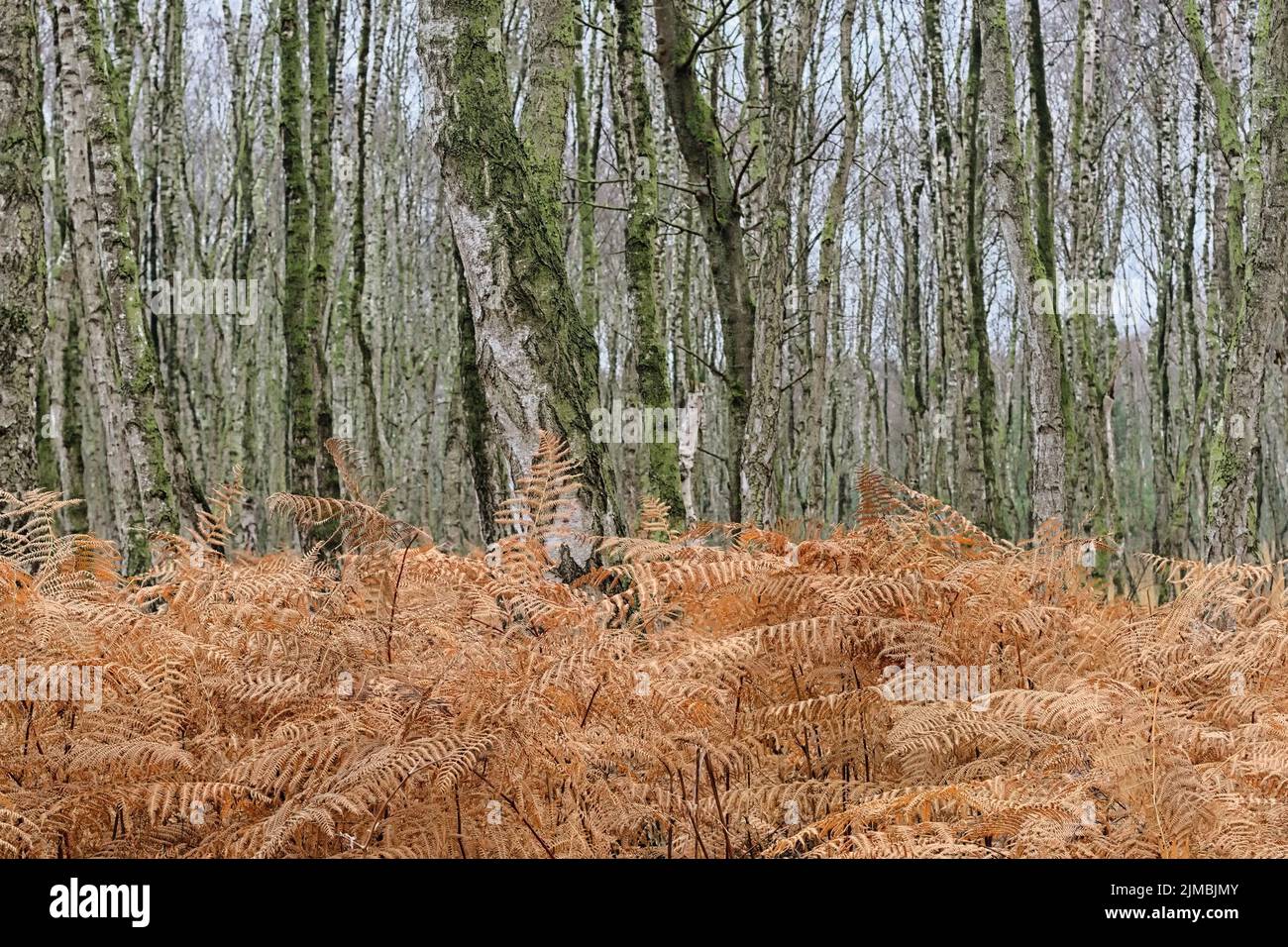 Totes Moor (Totes Moor) - Birkenwald mit Bracken, Deutschland Stockfoto