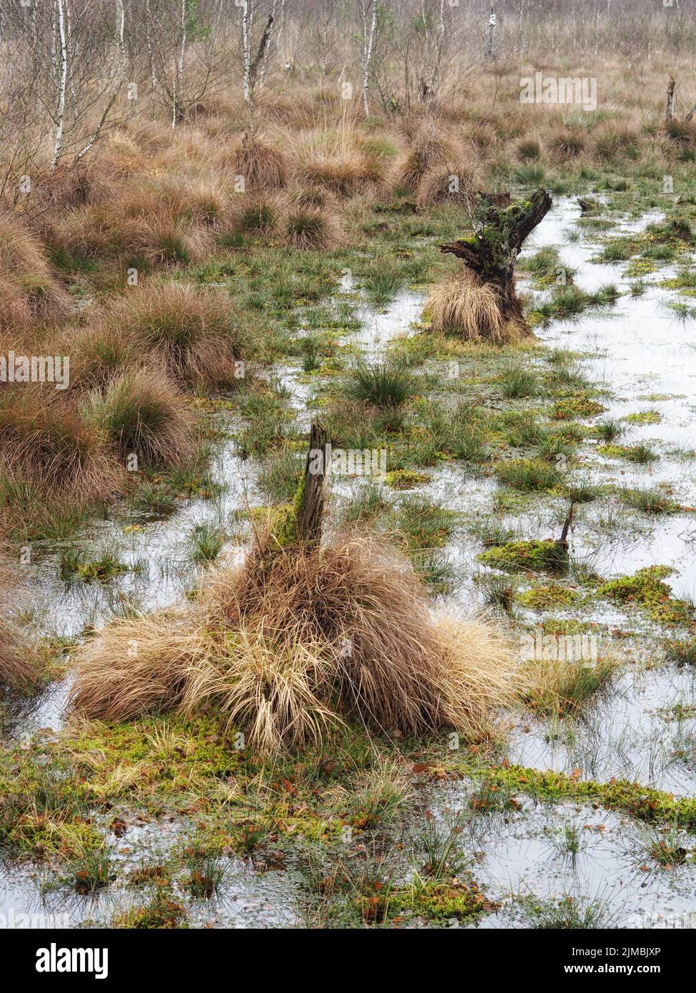 Totes Moor (Totes Moor) - Wasseroberfläche zwischen Gräsern, Deutschland Stockfoto