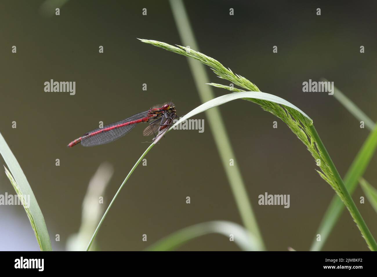 Große rote Damselfliege mit Beute Stockfoto